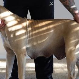 ATHENA - Perro de Presa Canario