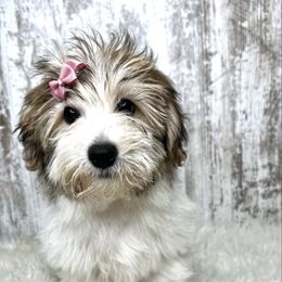 Paris - Sable female Yorkipoo puppy in from Pink Poodles and Doodles