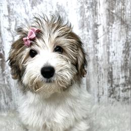 Paris - Sable female Yorkipoo puppy in from Pink Poodles and Doodles