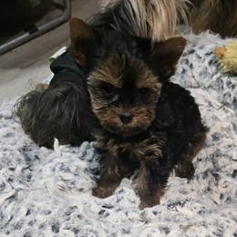 Billy - Blue and gold male Yorkshire Terrier puppy in Royse City, Texas from Barbara Richardson