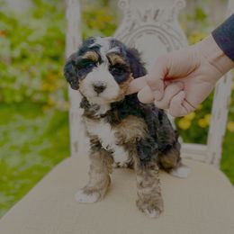Boy 1 - male Bernedoodle puppy in Mapleton, Utah from Natural Doodle Life