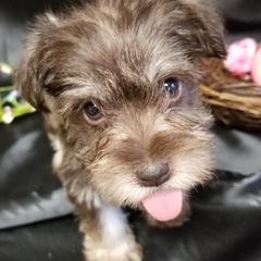 Miniature Schnauzers from Schnauzy Pawz