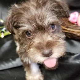 Miniature Schnauzers from Schnauzy Pawz