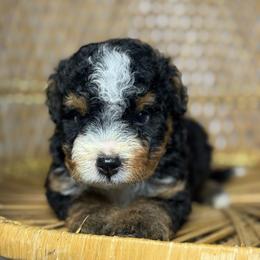 Male 4 - Tri-color male Bernedoodle puppy in Belgreen, Alabama from Scott’s Farm Poodles and Doodles