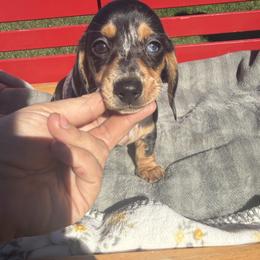 Dapple shorthair F - Dapple female Dachshund puppy in Manteca, California from Sweet and Low Dachshunds