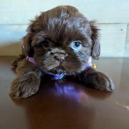 Shih Tzu Puppies from Morgan's Shih Tzus