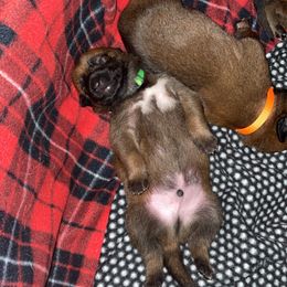 Belgian Malinois Puppies from Pyrex Kennels