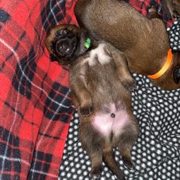 Belgian Malinois Puppies from Pyrex Kennels