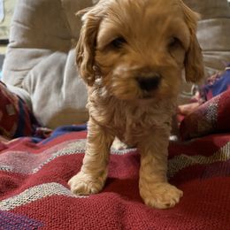 Cockapoo Puppies from Country J Canines