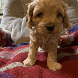 Cockapoo Puppies from Country J Canines