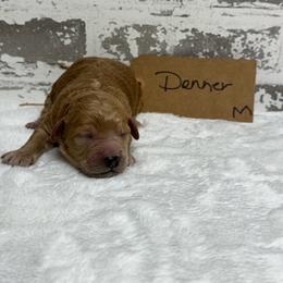 Donner - Apricot male Goldendoodle puppy in Nortonville, Kentucky from Deb’s KY Doodles