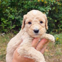 Honey - Cream female Goldendoodle puppy in Cedartown, Georgia from Loyal Doodles