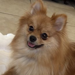 Pomeranians from Fam. Pomerania