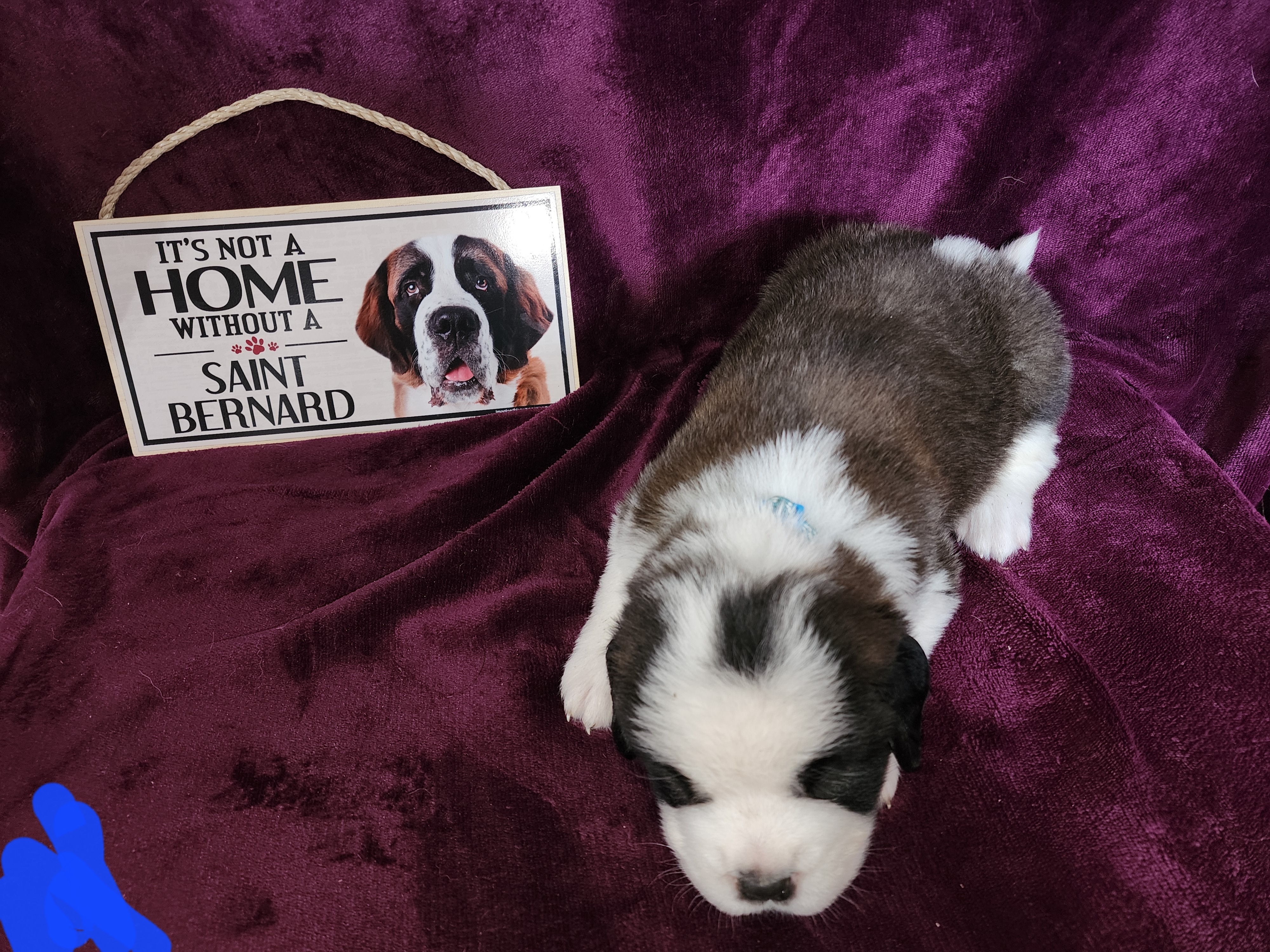 Saint Bernard Puppies from Tonya Tate's Saint Bernards