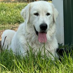 Freya - Maremma Sheepdog