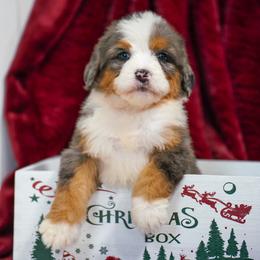 Payson - Merle female Bernedoodle puppy in Dundee, Ohio from Down Home Doodle