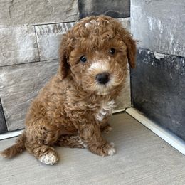 Labradoodle Puppies from Uintah Basin Doodles