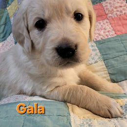 Golden Retriever Puppies from LOMAH Retrievers