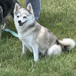 Lily - Pomsky