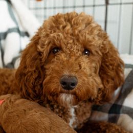 Dixie - Poodle