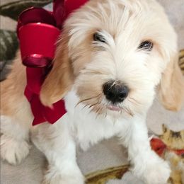 Dopey - Gold and white male Tibetan Terrier puppy in Dorena, Oregon from West Coast Tibetans