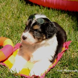 Australian Shepherd Puppies from Dovehawk Australian Shepherds