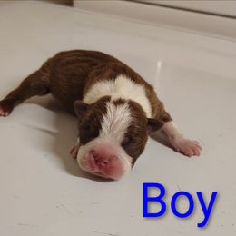 Male Boston terrier - Red male Boston Terrier puppy in Salisbury, North Carolina from P3 Boston Terriers in NC