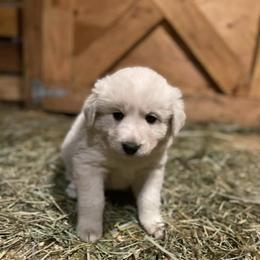 Australian Shepherd and Maremma Sheepdog Puppies from Wild R Australian Shepherds