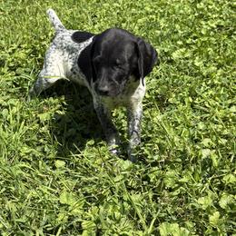 Black roan male - Black roan male German Shorthaired Pointer puppy in Freeport, Illinois from Rock Hollow Retrievers