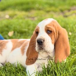 Orange boy - Red and white male Basset Hound puppy in Conway, Missouri from Ozark Mountain Kennel