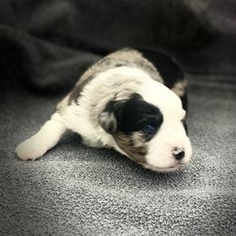 "Pilgrim " Miniature Australian Shepherd and Toy Australian Shepherd Puppies from Rye Hill Aussies