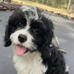 Cavapoos and Poodles from Bright Morning Star Pups