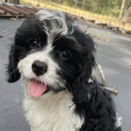 Cavapoos and Poodles from Bright Morning Star Pups
