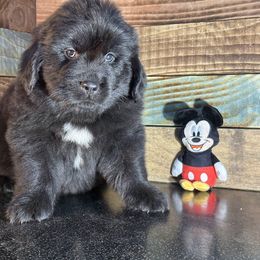 Mickey - Black male Newfoundland puppy in Tully, New York from Bear Paw Newfoundlands