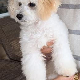 Maltipoo and Poodle All Grown Up from Cowgirl's Legacy Maltipoos