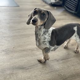 Harley - Dachshund