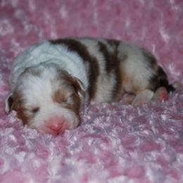 Mystery - Red merle female Australian Shepherd puppy in Alma, Georgia from Epiphany Australian Shepherds