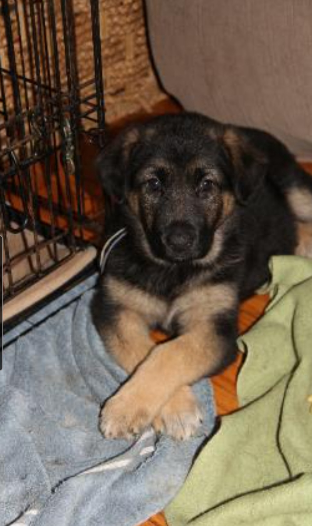 German Shepherd Puppies from Casamoko German Shepherds