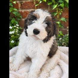 Murphy (reduced) - Merle male Cavapoo puppy in Underwood, Minnesota from Tru Cuddle Pups