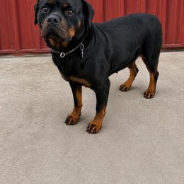 Bella ( pregnant) - Black and mahogany female Rottweiler puppy in Parker, Colorado from Denver Rotties