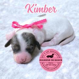KIMBER - Dapple female Dachshund puppy in Columbia, Louisiana from Diamond 5R Ranch AKC & CKC Miniature Dachshunds