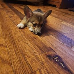 Sable boy 5 - Sable and white male American Corgi puppy in Hampton, Tennessee from TC Farms Stock Dogs - Miniature Australian Shepherds