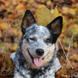 Willow - Australian Cattle Dog