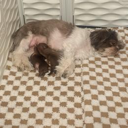 Shih Tzu Puppies from Wood Foo Breeders
