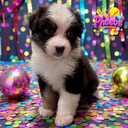 PHOEBE - Black Tri Female - Black tri-color female Australian Shepherd puppy in Gainesville, Texas from Lady Luck Aussies