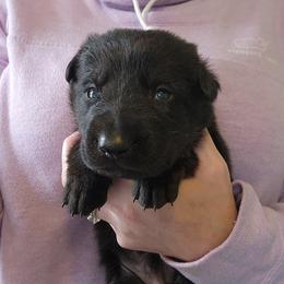 Onyx - Bi-color male German Shepherd puppy in Harwood, Maryland from Reddington Shepherds