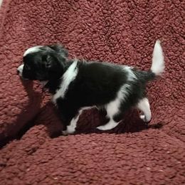 Chihuahuas and Maltese from Lonesome Dove pocket puppies