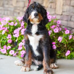 NYX (level 2 socialization program grad) - Tri-color female Bernedoodle puppy in Dundee, Ohio from Down Home Doodle