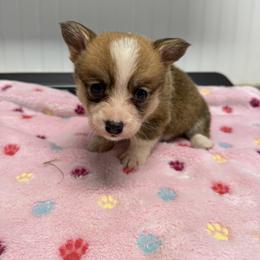 Seren - White and red female Pembroke Welsh Corgi puppy in Jenkinsburg, Georgia from Red Elephant Farms
