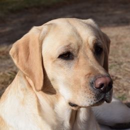 Mirrie - Labrador Retriever